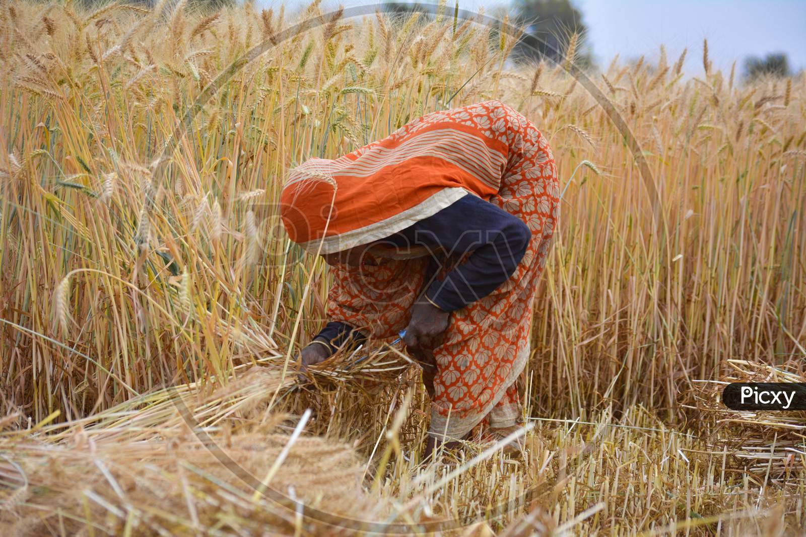 TIKAMGARH, MADHYA PRADESH, INDIA - MARCH 20, 2020: Indian woman cutting wheat with sickle.