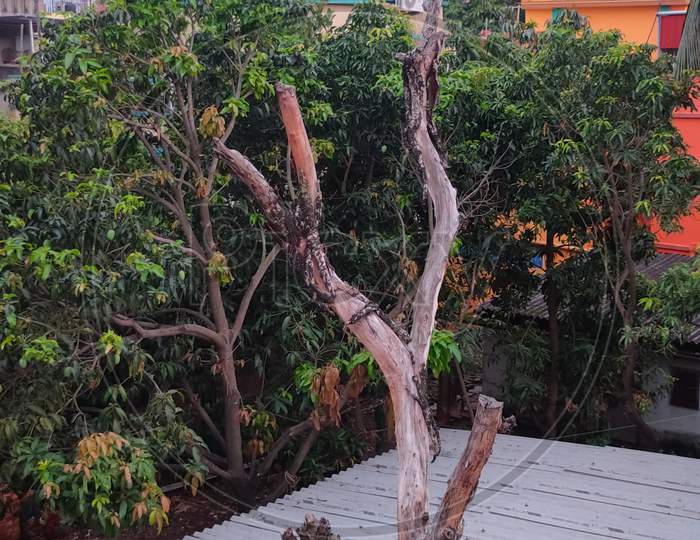 A Old Mango Tree