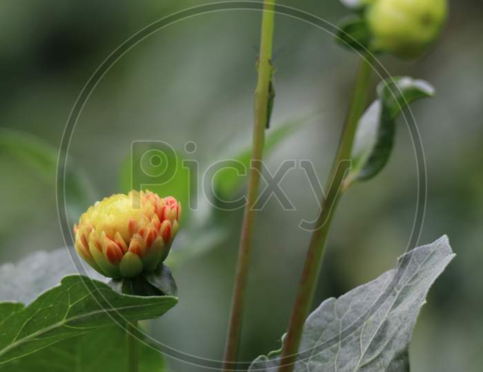 Budding Dahlia Flower Which Is Color Rare Having Red And Yellow Random Colors