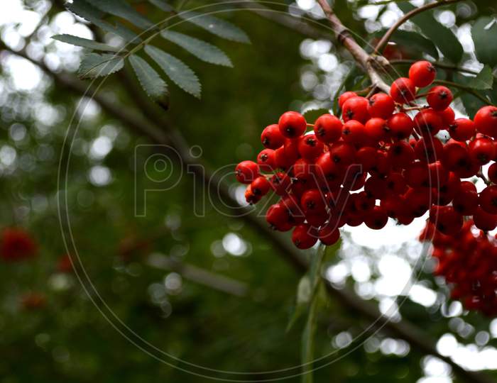 Red Berries On The Tree