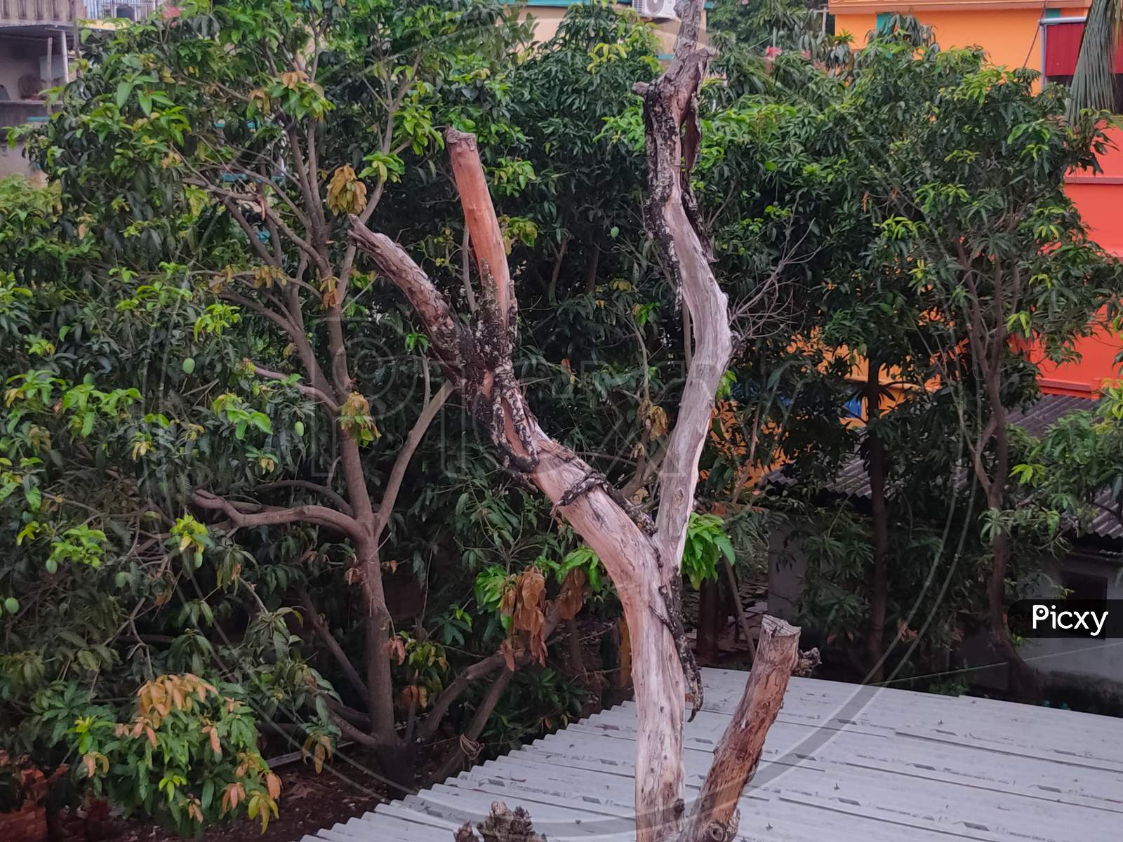 A Old Mango Tree