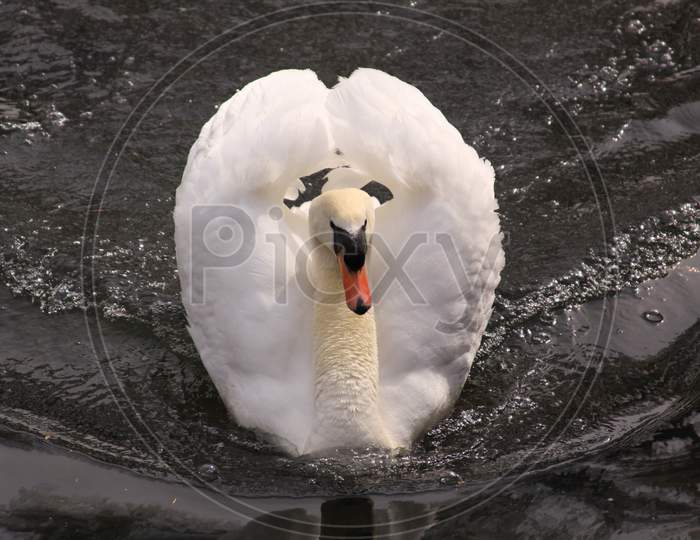 White Swan Making Waves On A Lake In Ireland