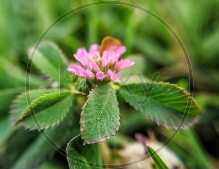 Trifolium resupinatum flower