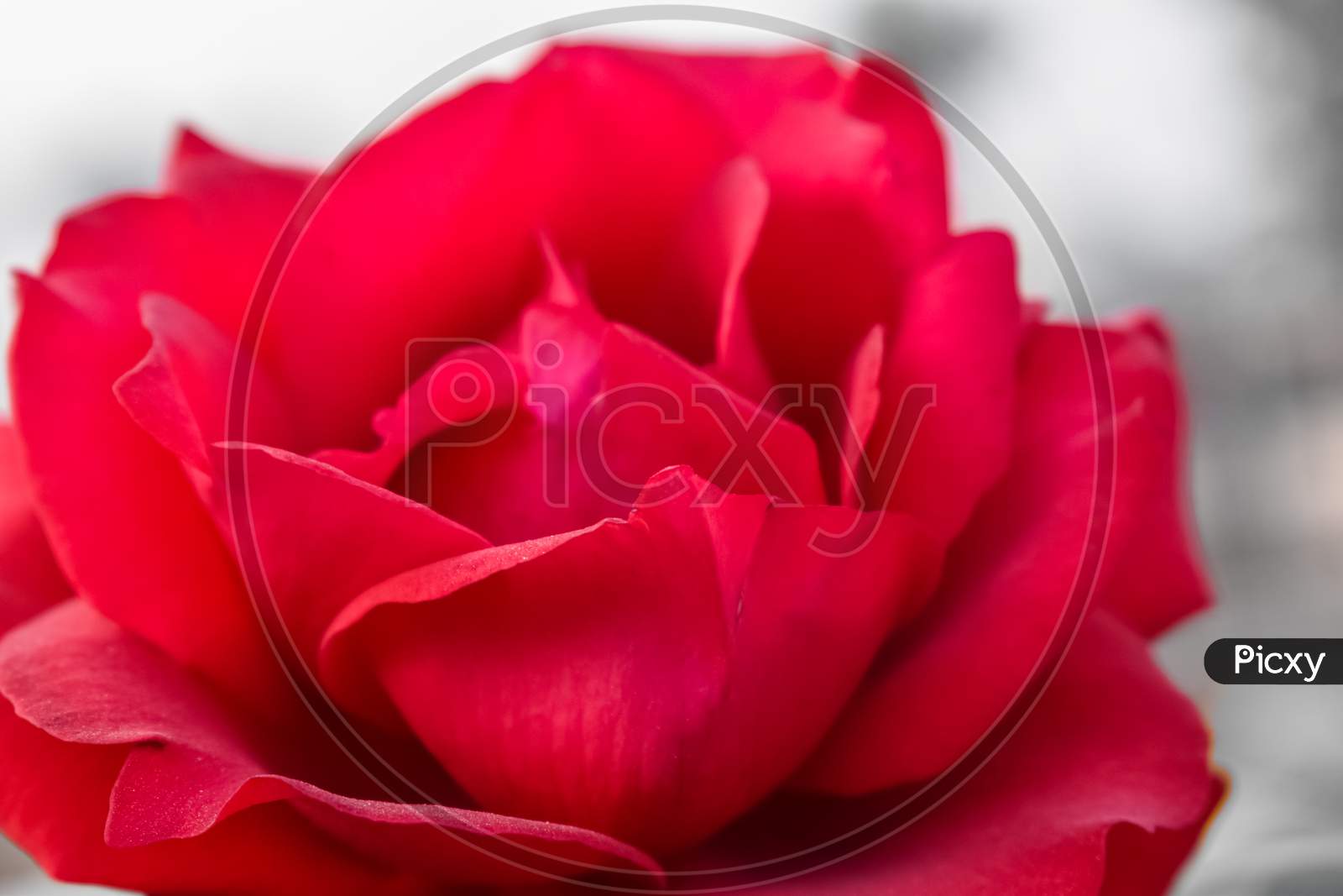 Red rose closeup garden Queen