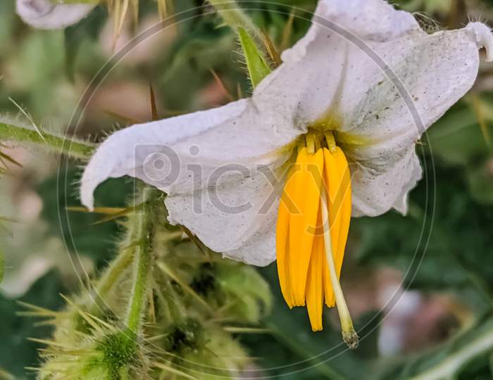 Solanum sisymbriifolium flower