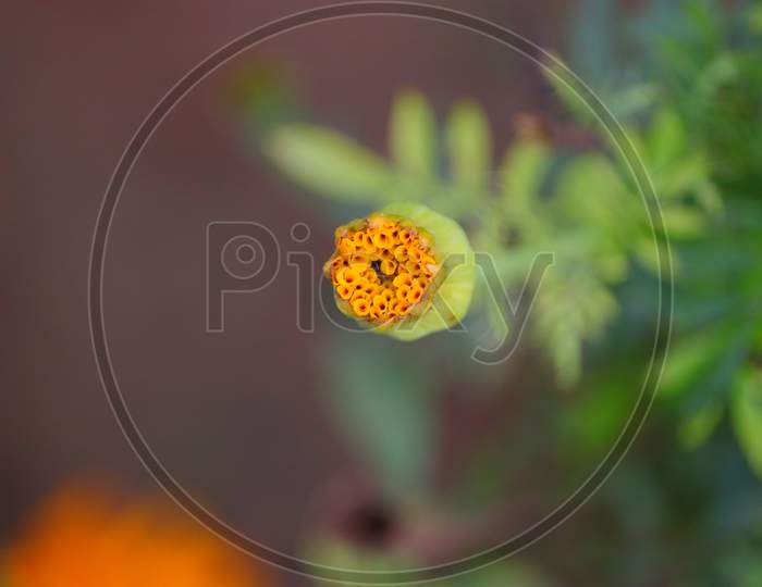 Macro Photography Of Opening Flower Of Yellow Marigold