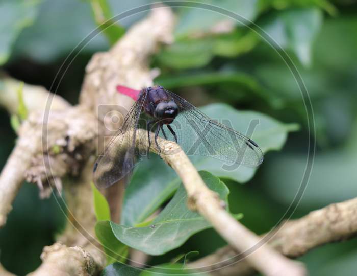 Dragon Fly Insect With Red Tail Sitting On Tree Branch