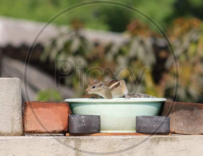 Squirrel Drinking Water from Tub