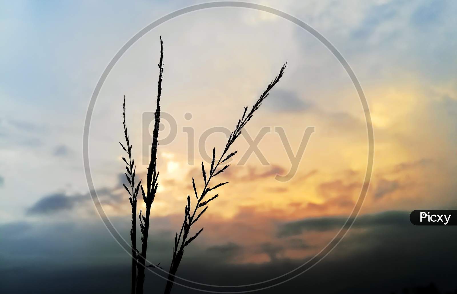 The Rice Plant,Paddy leaves against the Beautiful sky,sunset in the field,
