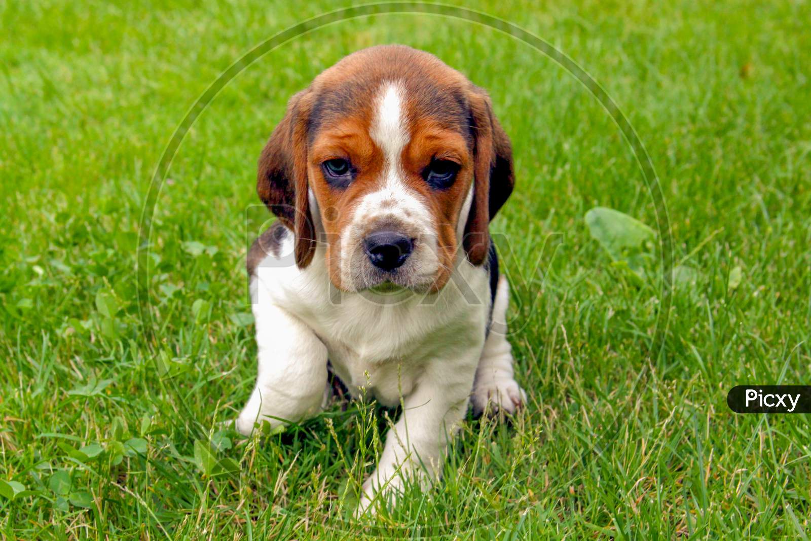 Beagle Puppy Dog In Green Grass Isolated