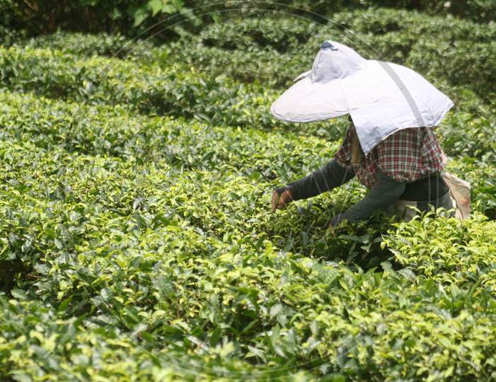 Tea harvesting is dominated by tender leaves and buds