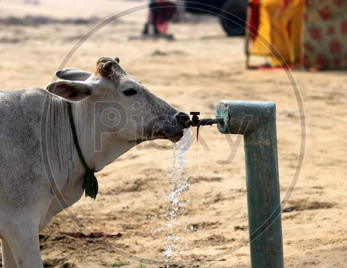 A Cow Drinking Water From A Road Side Tap On A Hot Summer Day in Prayagraj