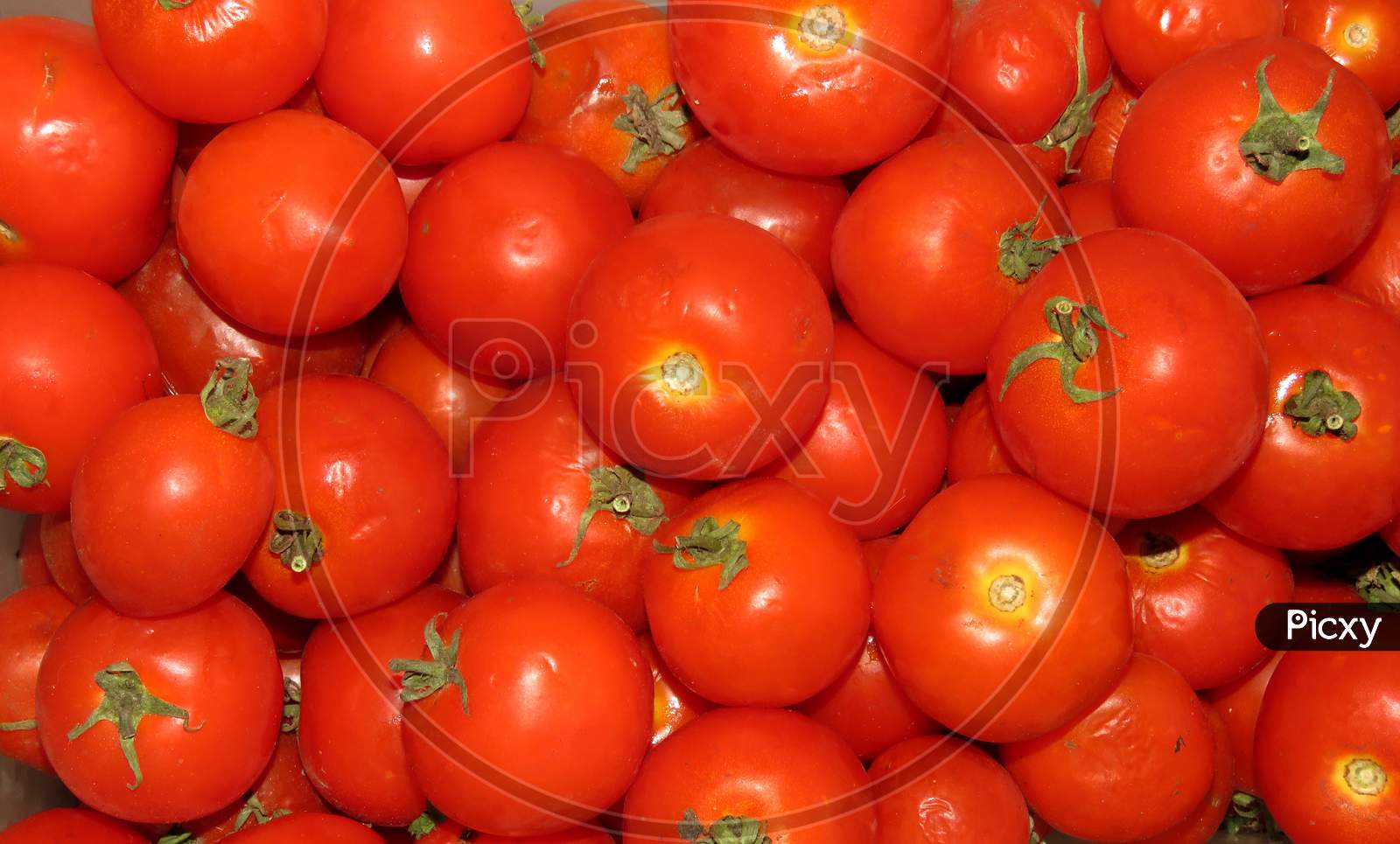 Tomatoes on Market,Fresh Tomatoes for Sale.Isolated Tomatoes.