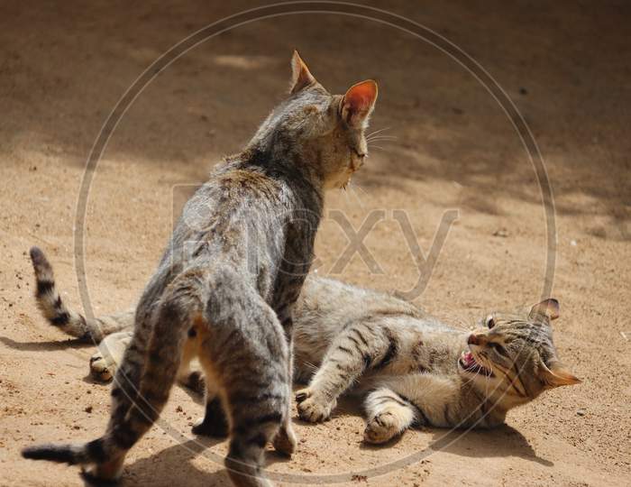 Fighting By Two Angry Cats On Ground