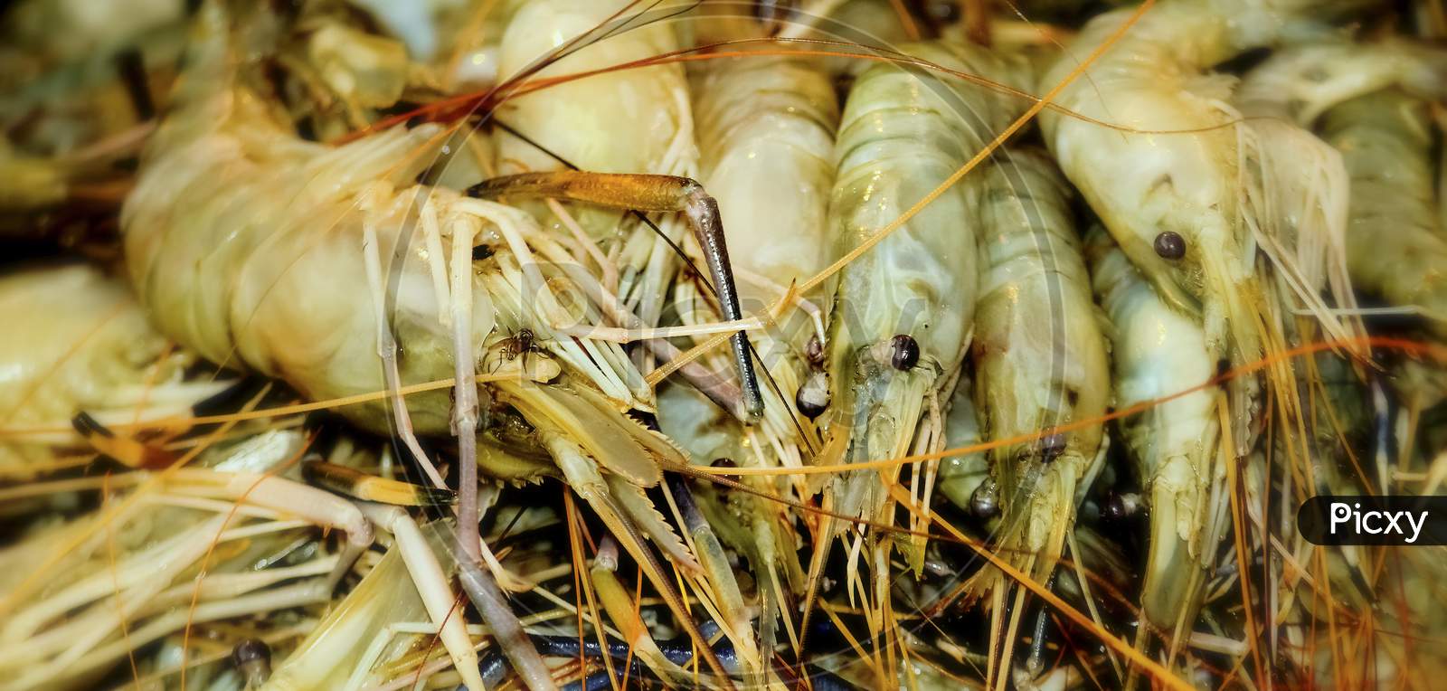 Close Up Of Raw Shrimps, Giant Freshwater Prawn.