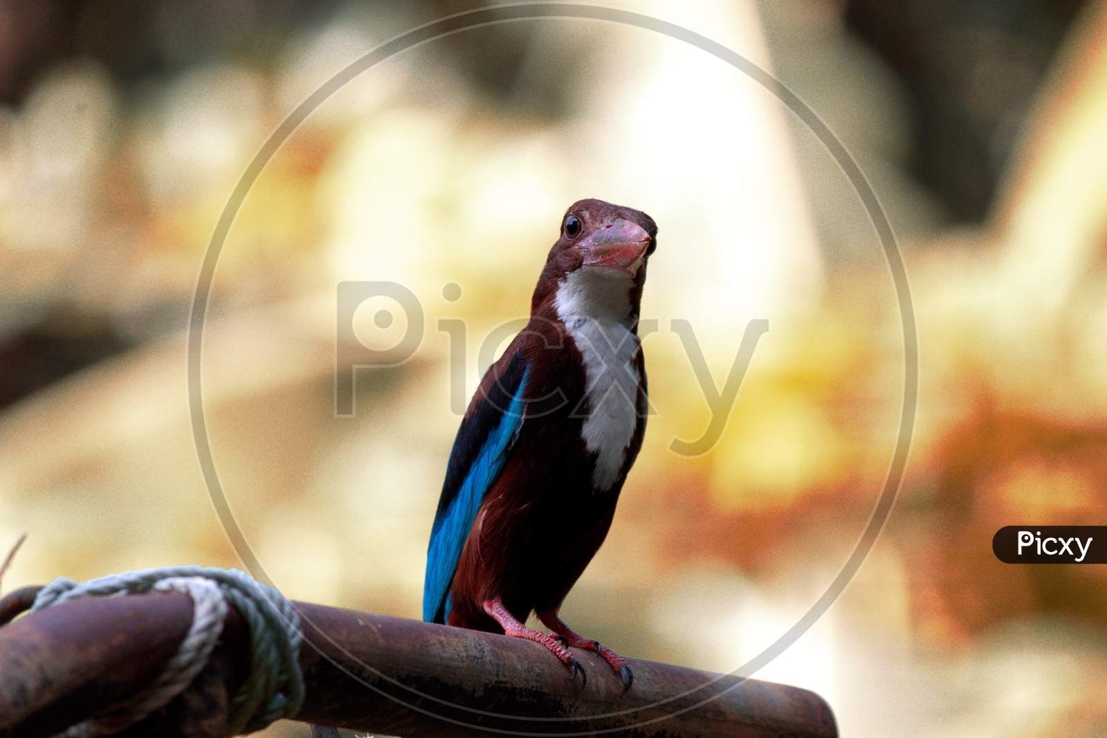 White Throated Kingfisher On The Metal Stand.