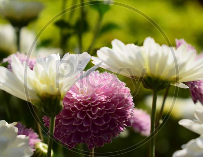 Closeup View Of Chrysanthemum Flower