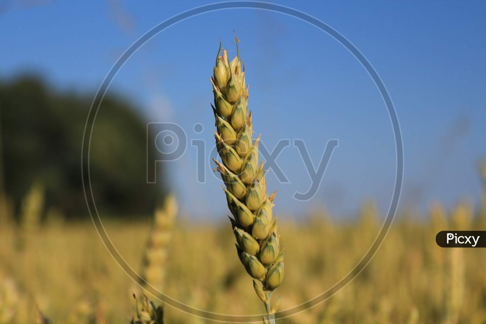 Wheat Closeup