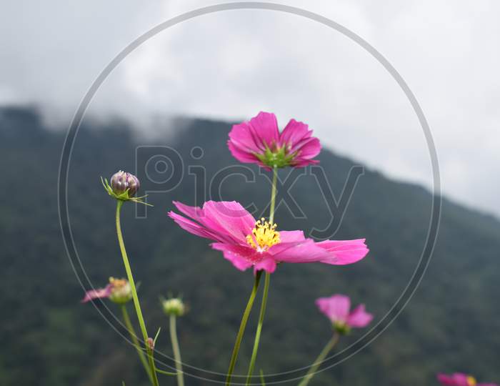 Closeup View Of Pink Flower