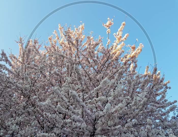 Cherry Blossom Tree Against Blue Sky