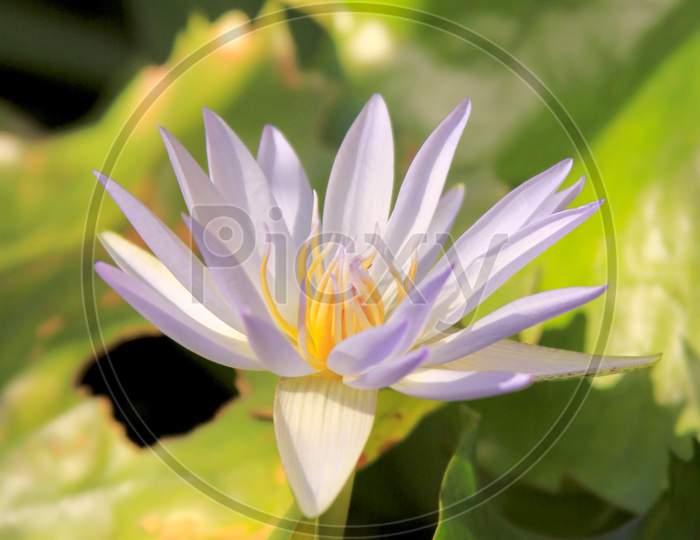 Purple Tropical Water Lily In Bloom
