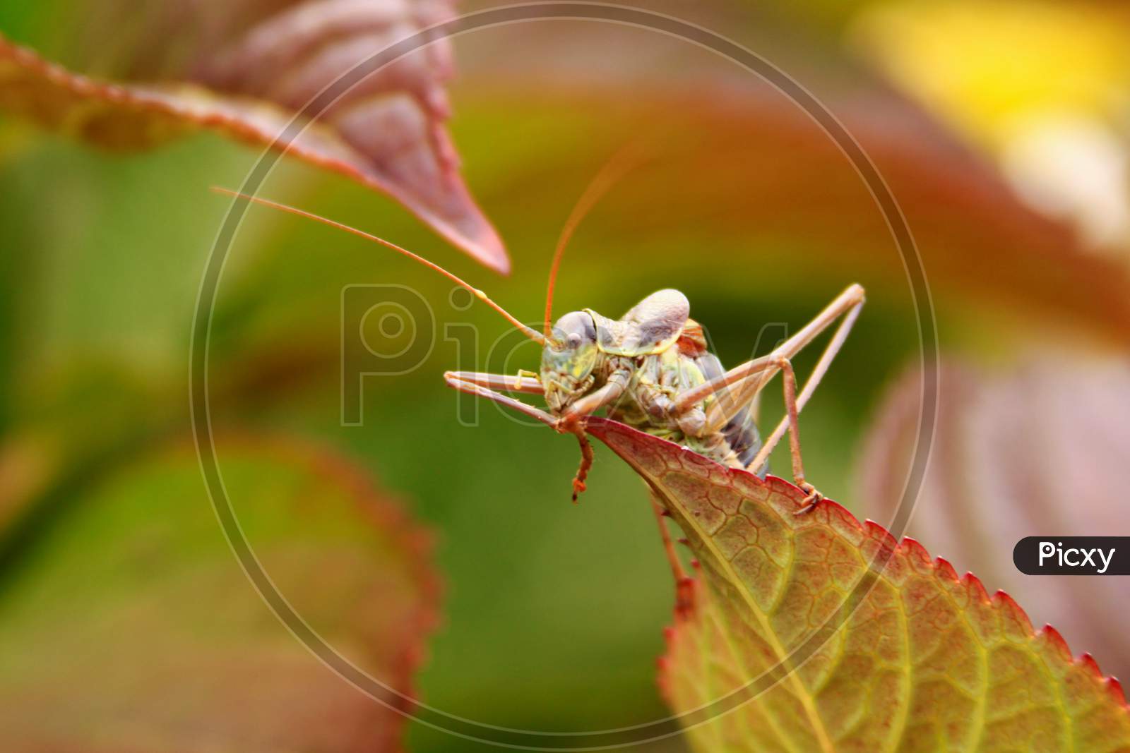 Colored Grasshopper On Green And Red Leaf