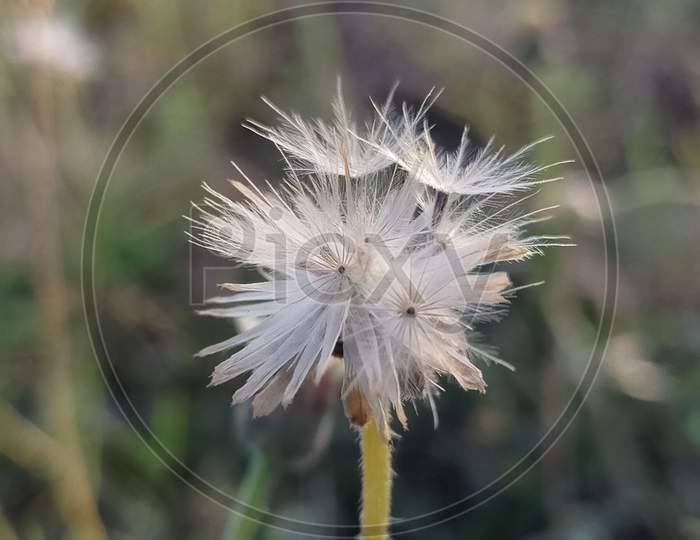 Dandelion flower photography