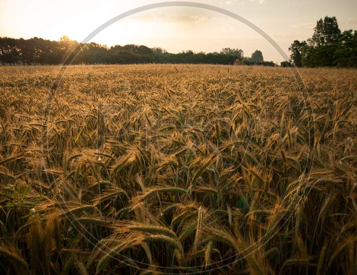Wheat Field In The Early Morning