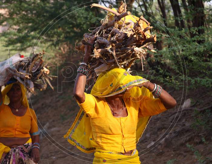 Indian Women Carry Home Branches And Twigs To Use As Fire Wood When Cooking In the Outskirts Village Of Ajmer, Rajasthan, India On 24 May 2020.