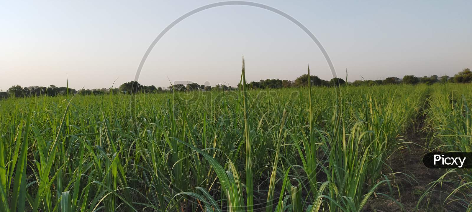 The beautiful picture  of sugar cane farm