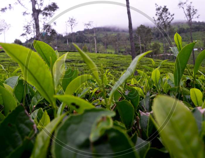 Leaf tea plant