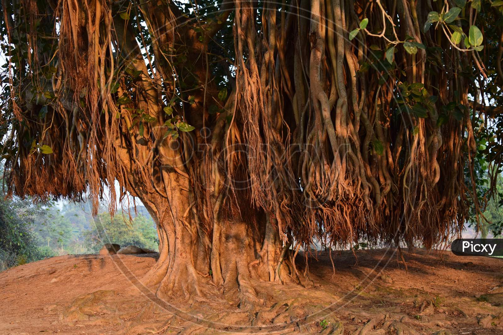 Closeup Of Large Banyan Tree With Roots