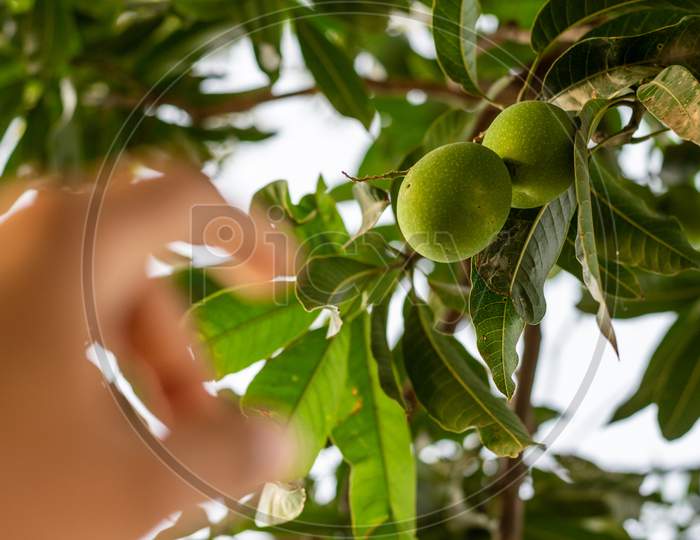 A hand of a person picking fresh raw green mangoes from a tree at an organic farm