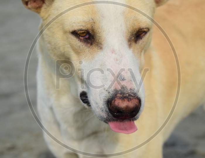Closeup Face Of A Dog