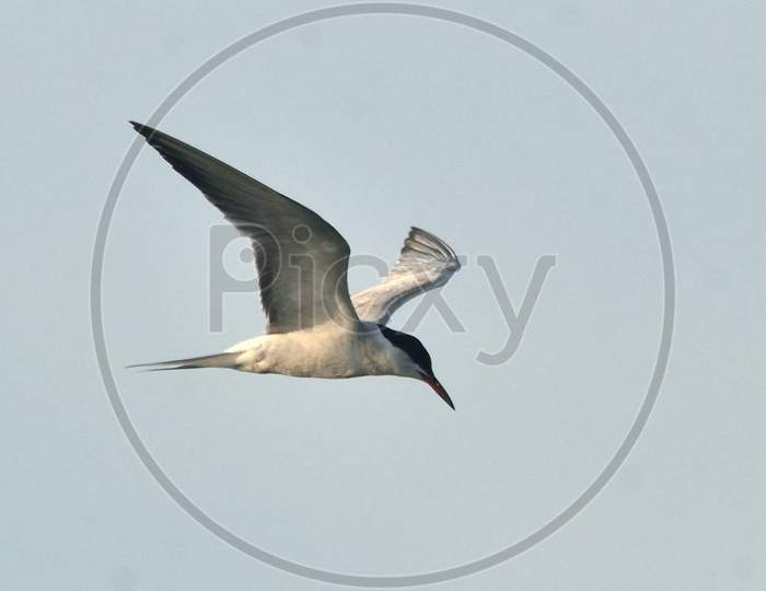 whiskired tern bird in flight