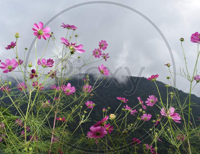 Branches Of Pink Wild Flowers Are Blooming In East Sikkim