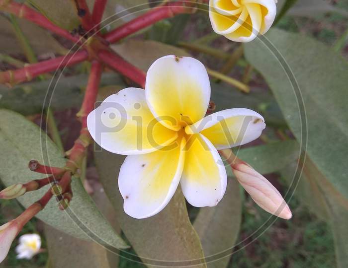 Top view of frangipani flower with a petal during spring season