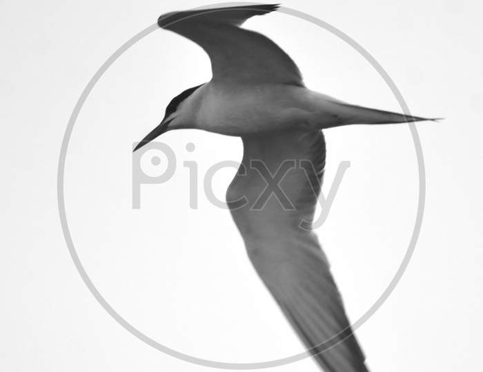 whiskered tern bird in fly