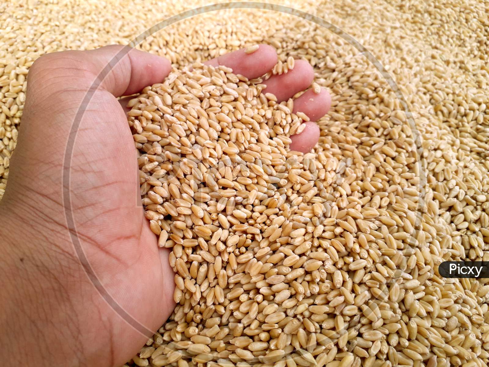Asian Farmer Holding Wheat In His Hand On A Heap Or Pile Of Wheat