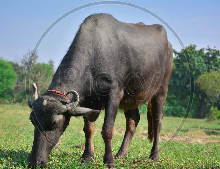 Indian buffalo grazing in the meadow