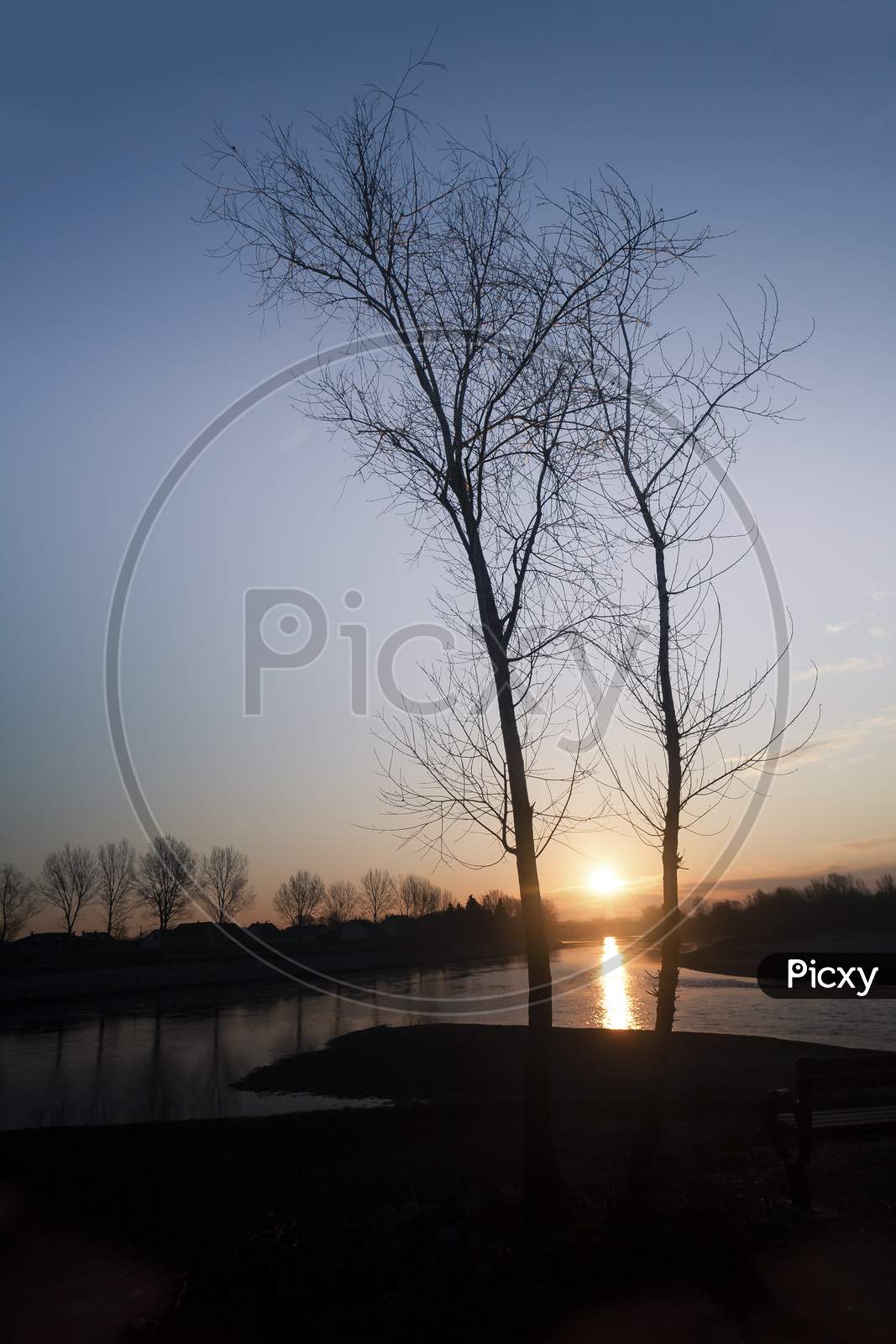 Two Trees With Sun In Background