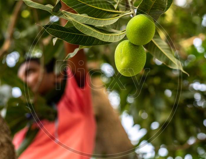 Fresh green raw mangoes hanging on a tree and a boy picking up mangoes in the background