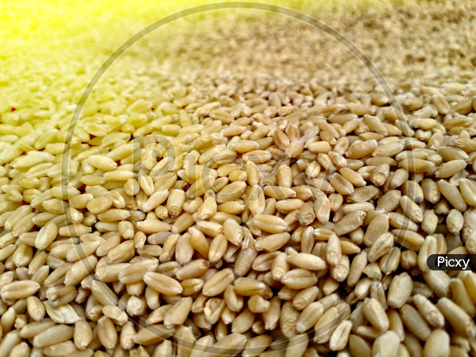 A Pile Or Heap Of Wheat Seeds Put In Sunlight To Be Dry