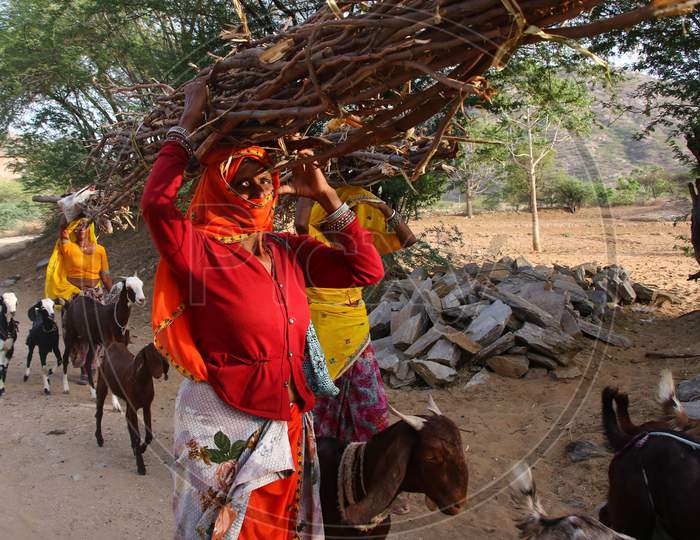 Indian Women Carry Home Branches And Twigs To Use As Fire Wood When Cooking In Outskirts Village Of Ajmer, Rajasthan, India On 24 May 2020.