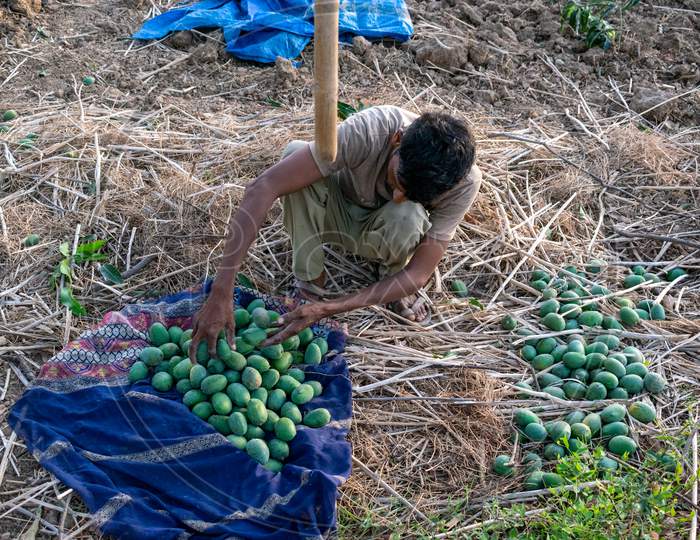 A man Collects fresh raw mangoes and packs in jute bags after picking mangoes from a garden