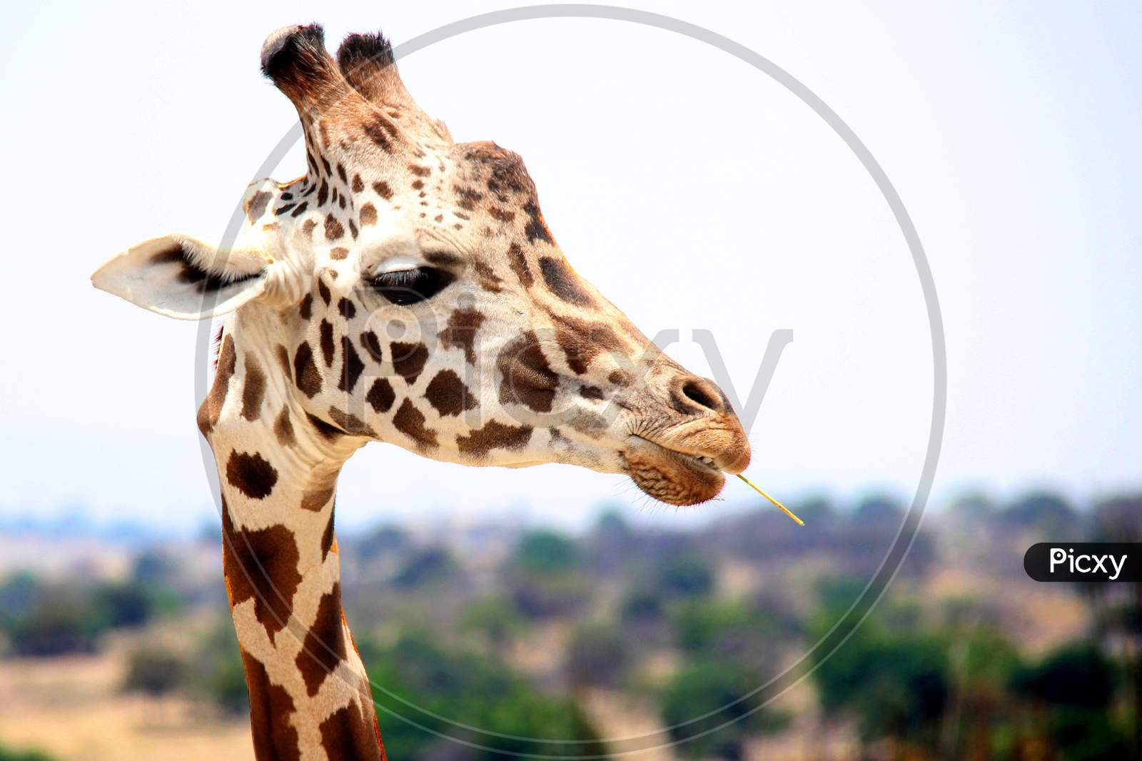 Close up view of Giraffe neck