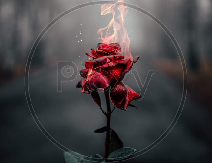 Close up view of fiery red rose