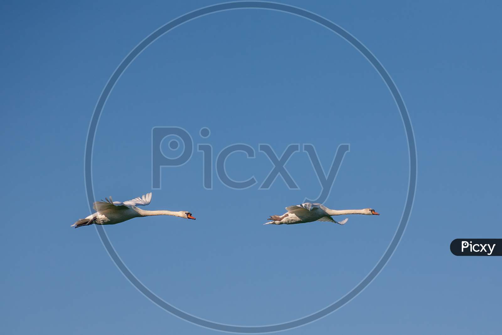 Two Swans In Flight