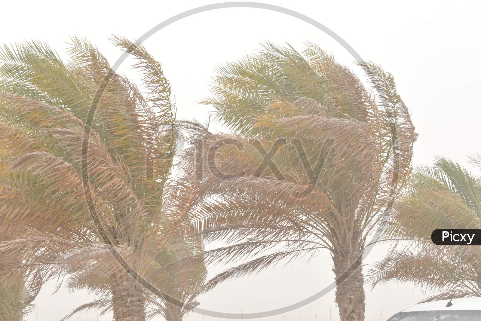 Palm Tree At The Hurricane, Blur Leaf Cause Windy And Heavy Rain