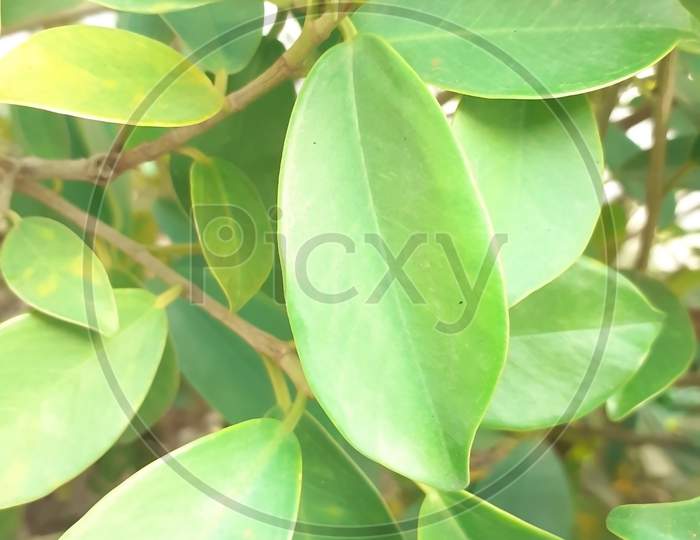 Selective Focus On Big Leaves Of A Plant